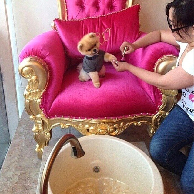 cute dog