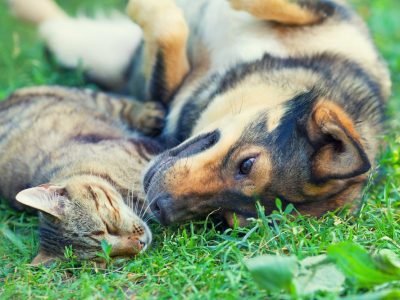 Dog and cat lying together on the grass