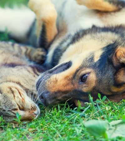 Dog and cat lying together on the grass